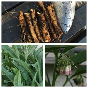 ten russian comfrey root cuttings – bocking 14 cultivar – comphrey – knitbone by yumheart gardens (10)