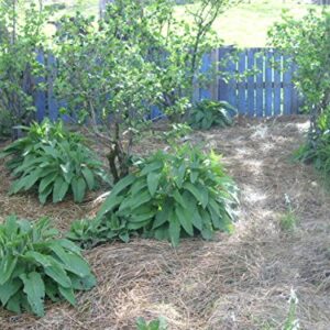Ten Russian Comfrey Root Cuttings - Bocking 14 Cultivar - Comphrey - Knitbone By Yumheart Gardens (10)