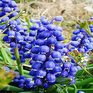 qauzuy garden 100 lily of the valley seeds, blue may bells, our lady’s tears, mary’s tears, muguet, glovewort, apollinaris seeds – fragrant perennial herb flower
