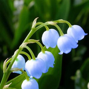 QAUZUY GARDEN 100 Lily of The Valley Seeds, Blue May Bells, Our Lady's Tears, Mary's Tears, Muguet, Glovewort, Apollinaris Seeds - Fragrant Perennial Herb Flower