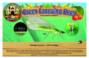 green lacewing 1000 eggs – good bugs – aphid exterminator by the future