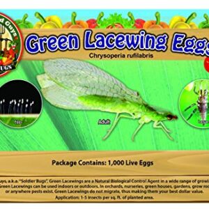 Green Lacewing 1000 Eggs - Good Bugs - Aphid Exterminator by The Future