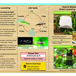 Green Lacewing 1000 Eggs - Good Bugs - Aphid Exterminator by The Future