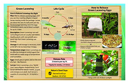 Green Lacewing 1000 Eggs - Good Bugs - Aphid Exterminator by The Future