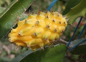 yellow dragon fruit – “yellow dragon” dragon fruit – selenicereus ‘yellow dragon’