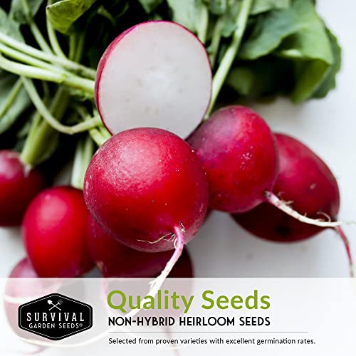 Survival Garden Seeds Radish Collection Seed Vault - Watermelon (Daikon Type), Purple Plum, French Breakfast, Daikon, Champion Radishes - Non-GMO Heirloom Seeds for Planting in Your Vegetable Garden