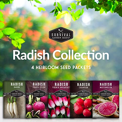 Survival Garden Seeds Radish Collection Seed Vault - Watermelon (Daikon Type), Purple Plum, French Breakfast, Daikon, Champion Radishes - Non-GMO Heirloom Seeds for Planting in Your Vegetable Garden