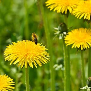 Outsidepride Taraxacum Officinale Dandelion Culinary Garden Herb Plant with Dark Green Leaves - 5000 Seeds