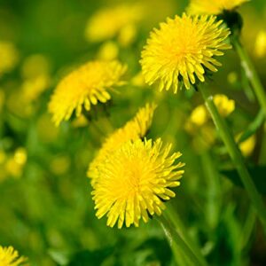 Outsidepride Taraxacum Officinale Dandelion Culinary Garden Herb Plant with Dark Green Leaves - 5000 Seeds