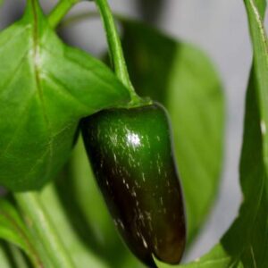 david’s garden seeds pepper jalapeno early fba-5866 (red) 25 non-gmo, heirloom seeds