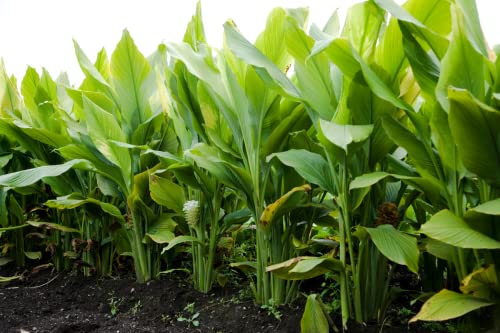 8 Turmeric Roots Curcuma Longa for Planting Indoor Outdoor Ornaments Perennials Garden Growing Can Grow Well Pot