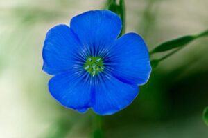 flax blue nice garden flower by seed kingdom 6,000 seeds