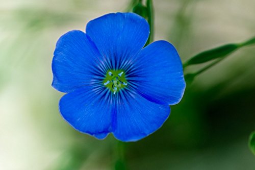 Flax Blue Nice Garden Flower by Seed Kingdom 6,000 Seeds