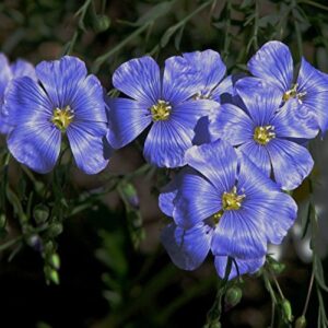 Flax Blue Nice Garden Flower by Seed Kingdom 6,000 Seeds