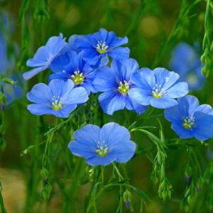 Flax Blue Nice Garden Flower by Seed Kingdom 6,000 Seeds