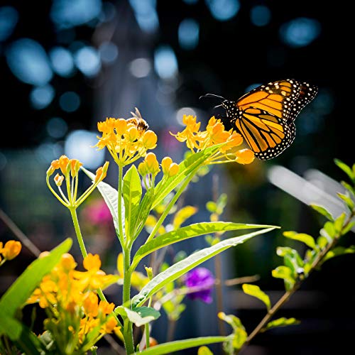Pollinator's Delight | Flower Seed Grow Kit | The Jonsteen Company
