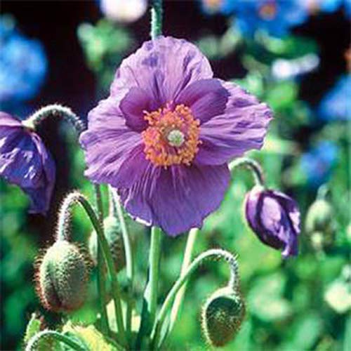 Outsidepride Perennial Himalayan Violet Poppy Meconopsis Garden Flower Plants - 100 Seeds