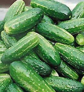 bush pickle cucumber seeds hybrid f1 – great for container or small gardens(25 – seeds)
