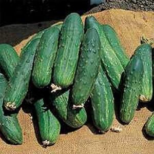 Bush Pickle Cucumber Seeds Hybrid F1 - Great for Container or Small Gardens(25 - Seeds)