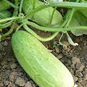 Bush Pickle Cucumber Seeds Hybrid F1 - Great for Container or Small Gardens(25 - Seeds)