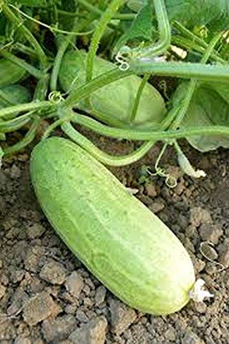 Bush Pickle Cucumber Seeds Hybrid F1 - Great for Container or Small Gardens(25 - Seeds)