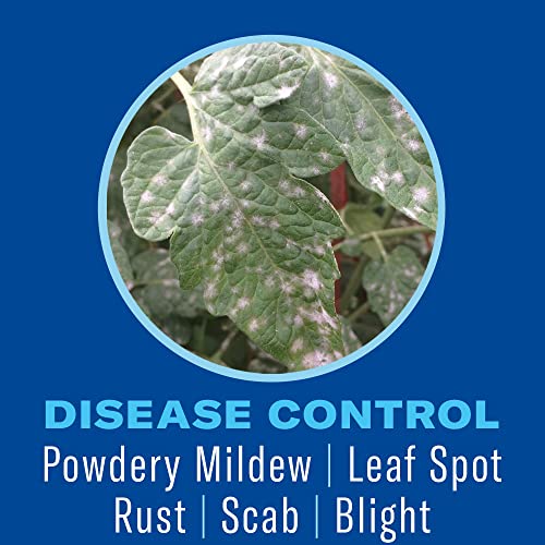 BioAdvanced Houseplant Insect & Mite Control, Ready-to-Use, 24 oz & Plant Food Insect Control Spikes, 10 Spikes