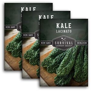 survival garden seeds – lacinato kale seed for planting – packet with instructions to plant and grow in your home vegetable garden – non-gmo heirloom variety – 3 pack