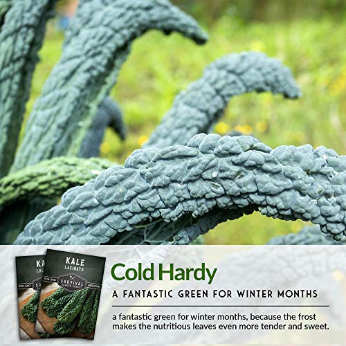 Survival Garden Seeds - Lacinato Kale Seed for Planting - Packet with Instructions to Plant and Grow in Your Home Vegetable Garden - Non-GMO Heirloom Variety - 3 Pack