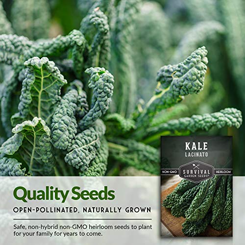 Survival Garden Seeds - Lacinato Kale Seed for Planting - Packet with Instructions to Plant and Grow in Your Home Vegetable Garden - Non-GMO Heirloom Variety - 3 Pack