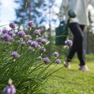 The Old Farmer's Almanac Heirloom Organic Chive Seeds - Approx 250 Seeds