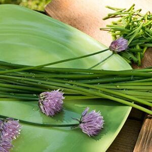 The Old Farmer's Almanac Heirloom Organic Chive Seeds - Approx 250 Seeds