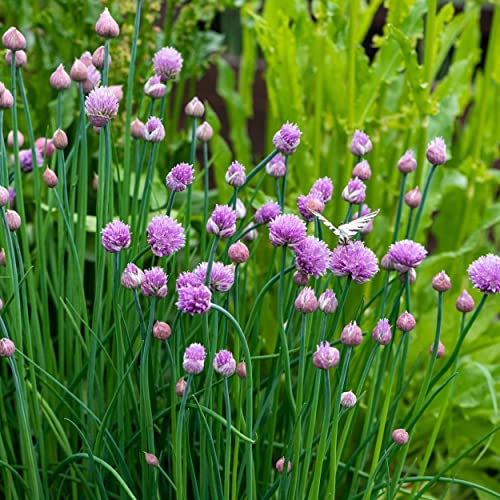 The Old Farmer's Almanac Heirloom Organic Chive Seeds - Approx 250 Seeds