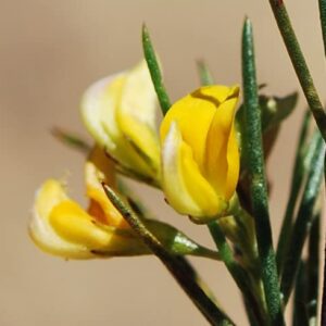 CHUXAY GARDEN Rooibos Seed,Aspalathus Linearis,Bush Tea,Red Tea 100 Seeds Lovely Yellow Flowers Grows in Garden and Pots Great for Making Tea