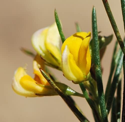 CHUXAY GARDEN Rooibos Seed,Aspalathus Linearis,Bush Tea,Red Tea 100 Seeds Lovely Yellow Flowers Grows in Garden and Pots Great for Making Tea