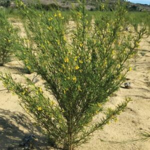 CHUXAY GARDEN Rooibos Seed,Aspalathus Linearis,Bush Tea,Red Tea 100 Seeds Lovely Yellow Flowers Grows in Garden and Pots Great for Making Tea