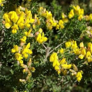 CHUXAY GARDEN Rooibos Seed,Aspalathus Linearis,Bush Tea,Red Tea 100 Seeds Lovely Yellow Flowers Grows in Garden and Pots Great for Making Tea