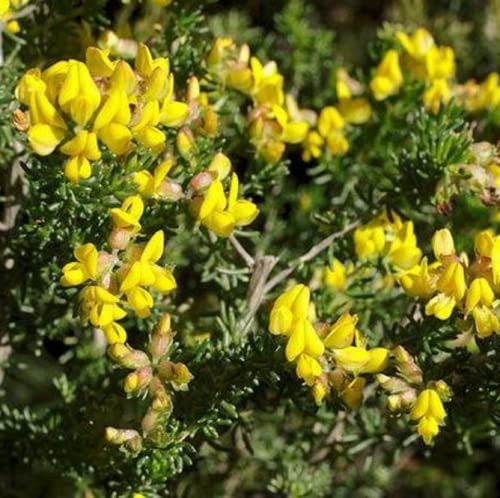 CHUXAY GARDEN Rooibos Seed,Aspalathus Linearis,Bush Tea,Red Tea 100 Seeds Lovely Yellow Flowers Grows in Garden and Pots Great for Making Tea