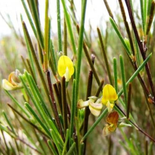 CHUXAY GARDEN Rooibos Seed,Aspalathus Linearis,Bush Tea,Red Tea 100 Seeds Lovely Yellow Flowers Grows in Garden and Pots Great for Making Tea