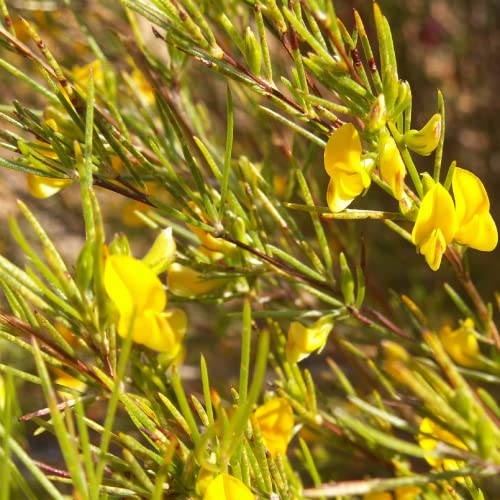 CHUXAY GARDEN Rooibos Seed,Aspalathus Linearis,Bush Tea,Red Tea 100 Seeds Lovely Yellow Flowers Grows in Garden and Pots Great for Making Tea