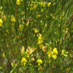 CHUXAY GARDEN Rooibos Seed,Aspalathus Linearis,Bush Tea,Red Tea 100 Seeds Lovely Yellow Flowers Grows in Garden and Pots Great for Making Tea