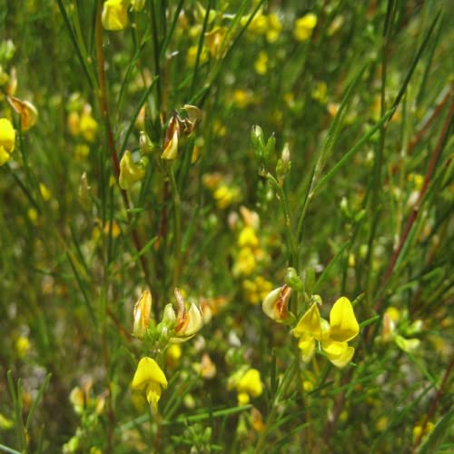 CHUXAY GARDEN Rooibos Seed,Aspalathus Linearis,Bush Tea,Red Tea 100 Seeds Lovely Yellow Flowers Grows in Garden and Pots Great for Making Tea