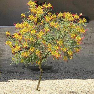 QAUZUY GARDEN 5 Mexican Bird of Paradise Seeds Yellow, Peacock Flower, Pride of Barbados, Dwarf Poinciana Seeds - Attract Pollinators - Showy Flowering Shrub Bush Tree Accent