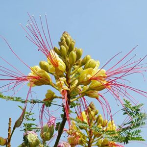 QAUZUY GARDEN 5 Mexican Bird of Paradise Seeds Yellow, Peacock Flower, Pride of Barbados, Dwarf Poinciana Seeds - Attract Pollinators - Showy Flowering Shrub Bush Tree Accent