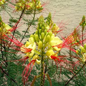 QAUZUY GARDEN 5 Mexican Bird of Paradise Seeds Yellow, Peacock Flower, Pride of Barbados, Dwarf Poinciana Seeds - Attract Pollinators - Showy Flowering Shrub Bush Tree Accent