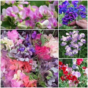 notswoh—sweet peas flower seed vine mix – 300 seeds—garden&outdoor