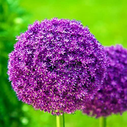 CHUXAY GARDEN Giant Allium-Allium Giganteum,Ornamental Onion 50 Seeds All Season Ornamental Onion Seed