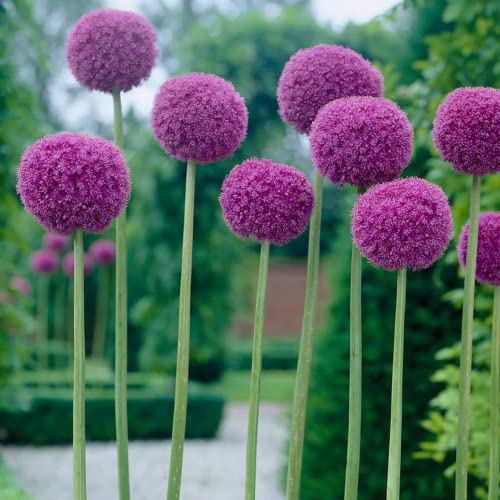 CHUXAY GARDEN Giant Allium-Allium Giganteum,Ornamental Onion 50 Seeds All Season Ornamental Onion Seed