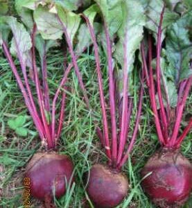 1200 Early Wonder Tall Top Beet Seeds for Planting 1 Ounce of Seeds Non GMO and Heirloom Survival Vegetable Garden