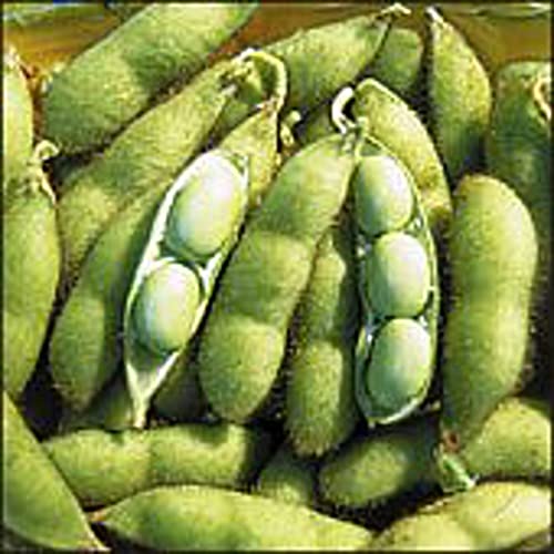 Envy Soybeans Seeds (20+ Seeds) | Non GMO | Vegetable Fruit Herb Flower Seeds for Planting | Home Garden Greenhouse Pack