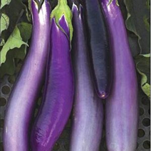 David's Garden Seeds Eggplant Ping Tung Long FBA-00068 (Purple) 50 Non-GMO, Heirloom Seeds